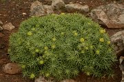 David Plant Photography - Wildlife Photography - Euphorbia regis-jubae - B