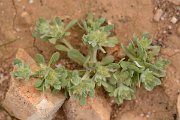 David Plant Photography - Wildlife Photography - Filago desertorum - A
