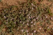 David Plant Photography - Wildlife Photography - Frankenia capitata - A