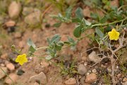 David Plant Photography - Wildlife Photography - Helianthemum canariense - A
