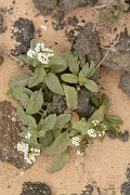 David Plant Photography - Wildlife Photography - Heliotropium ramosissimum - A