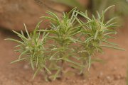 David Plant Photography - Wildlife Photography - Ifloga spicata - A