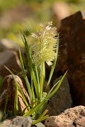 David Plant Photography - Wildlife Photography - Lamarckia aurea - B