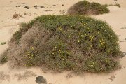 David Plant Photography - Wildlife Photography - Launaea arborescens - A