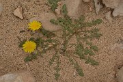 David Plant Photography - Wildlife Photography - Launaea nudicaulis - A