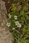 David Plant Photography - Wildlife Photography - Lobularia libyca - A