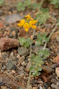 David Plant Photography - Wildlife Photography - Lotus lancerottensis - A