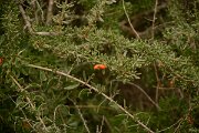 David Plant Photography - Wildlife Photography - Lycium intricatum - A