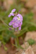 David Plant Photography - Wildlife Photography - Matthiola bolleana - A
