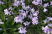 David Plant Photography - Wildlife Photography - Matthiola bolleana - B