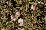 David Plant Photography - Wildlife Photography - Medusa's head bindweed - A
