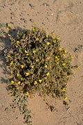 David Plant Photography - Wildlife Photography - Ononis hesperia - A