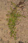 David Plant Photography - Wildlife Photography - Patellifolia patellaris - A