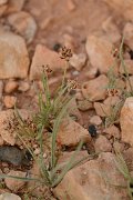 David Plant Photography - Wildlife Photography - Plantago ovata - A