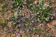 David Plant Photography - Wildlife Photography - Purple viper's bugloss - A