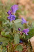 David Plant Photography - Wildlife Photography - Purple viper's bugloss - B