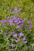 David Plant Photography - Wildlife Photography - Purple viper's bugloss - C