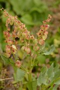 David Plant Photography - Wildlife Photography - Rumex vesicarius - A