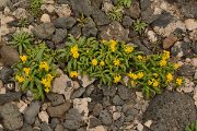 David Plant Photography - Wildlife Photography - Senecio leucanthemifolius - A