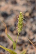 David Plant Photography - Wildlife Photography - Setaria adhaernes - A