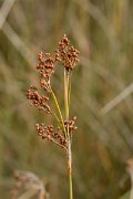 David Plant Photography - Wildlife Photography - Sharp rush - A