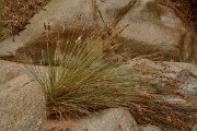 David Plant Photography - Wildlife Photography - Sharp rush - B