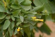David Plant Photography - Wildlife Photography - Shrub tobacco - A