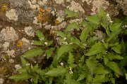 David Plant Photography - Wildlife Photography - Solanum luteum - A