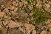 David Plant Photography - Wildlife Photography - Spergula fallax - A