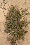 David Plant Photography - Wildlife Photography - Suaeda mollis - A