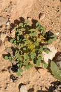 David Plant Photography - Wildlife Photography - Trigonella stallata - A