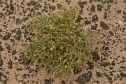 David Plant Photography - Wildlife Photography - Zygophyllum fontanesii - A