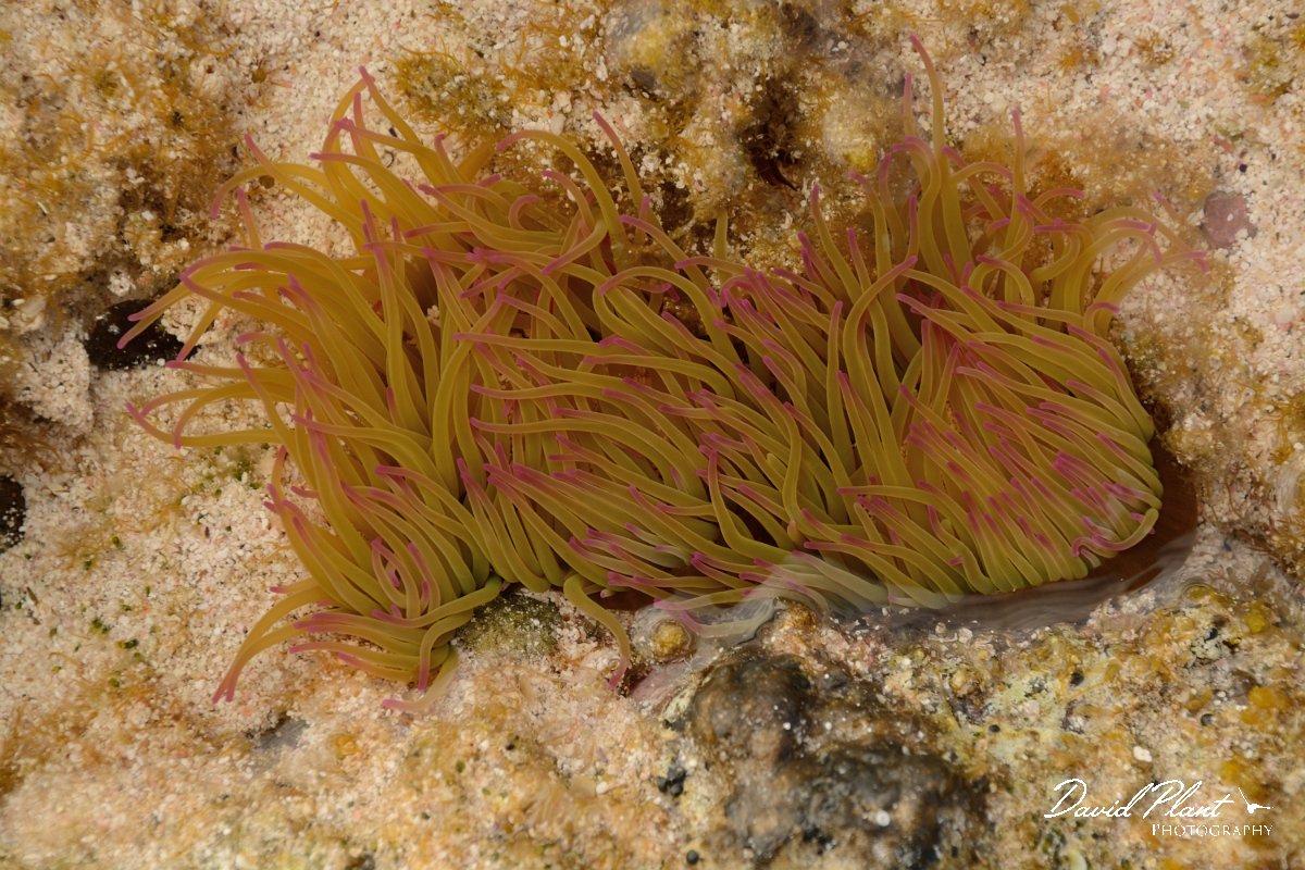 David Plant Photography - Wildlife Photography - Snakelocks anenome - B.jpg - Snakelocks anenome - Caleta del Marrajo