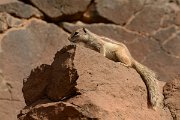 David Plant Photography - Wildlife Photography - Barbary ground squirrel - B