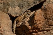 David Plant Photography - Wildlife Photography - Barbary ground squirrel - E