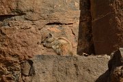 David Plant Photography - Wildlife Photography - Barbary ground squirrel - F