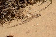 David Plant Photography - Wildlife Photography - Haria lizard - B