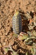 David Plant Photography - Wildlife Photography - Porcellio spinipes - A