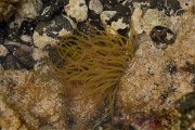 David Plant Photography - Wildlife Photography - Snakelocks anenome - A