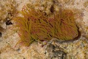 David Plant Photography - Wildlife Photography - Snakelocks anenome - B