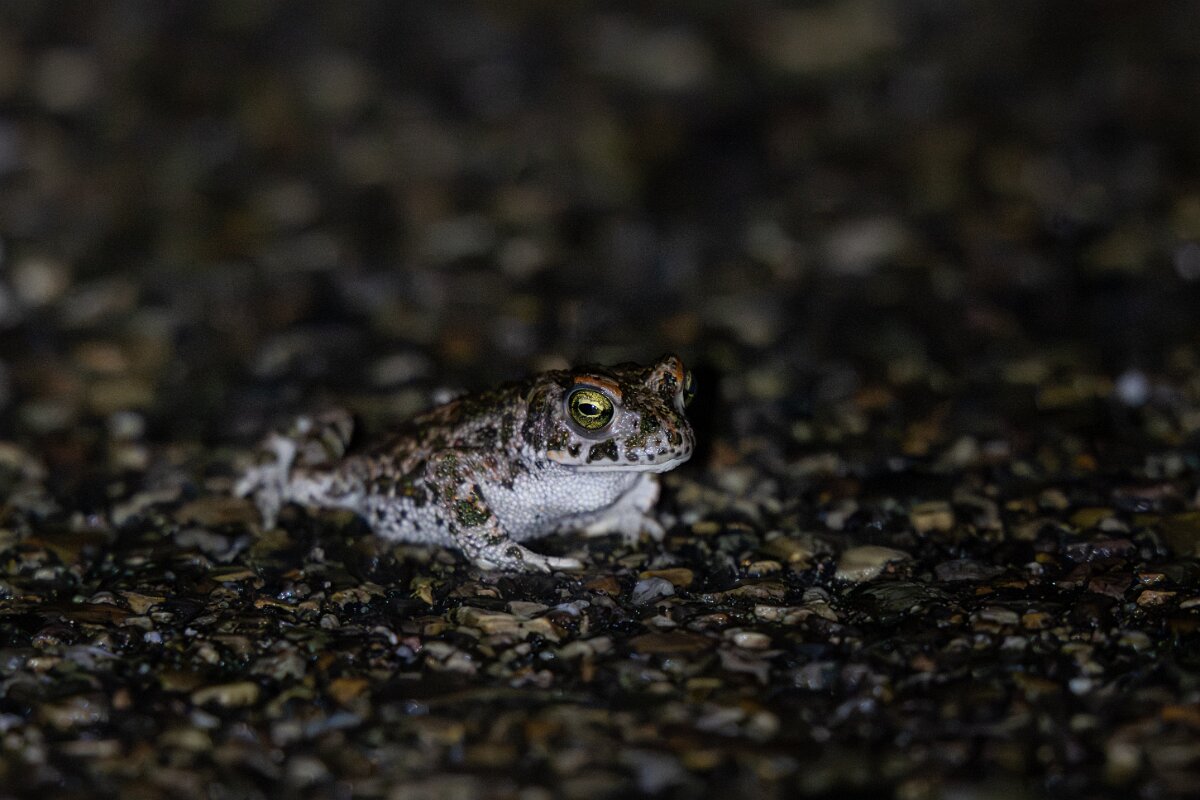 DPPhotography - Andalucia - Natterjack toad - A.jpg - Natterjack toad (Epidalea calamita - Sierra de Andújar