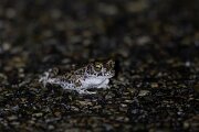 DPPhotography - Andalucia - Natterjack toad - A