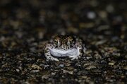 DPPhotography - Andalucia - Natterjack toad - B