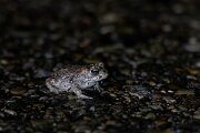 DPPhotography - Andalucia - Natterjack toad - D