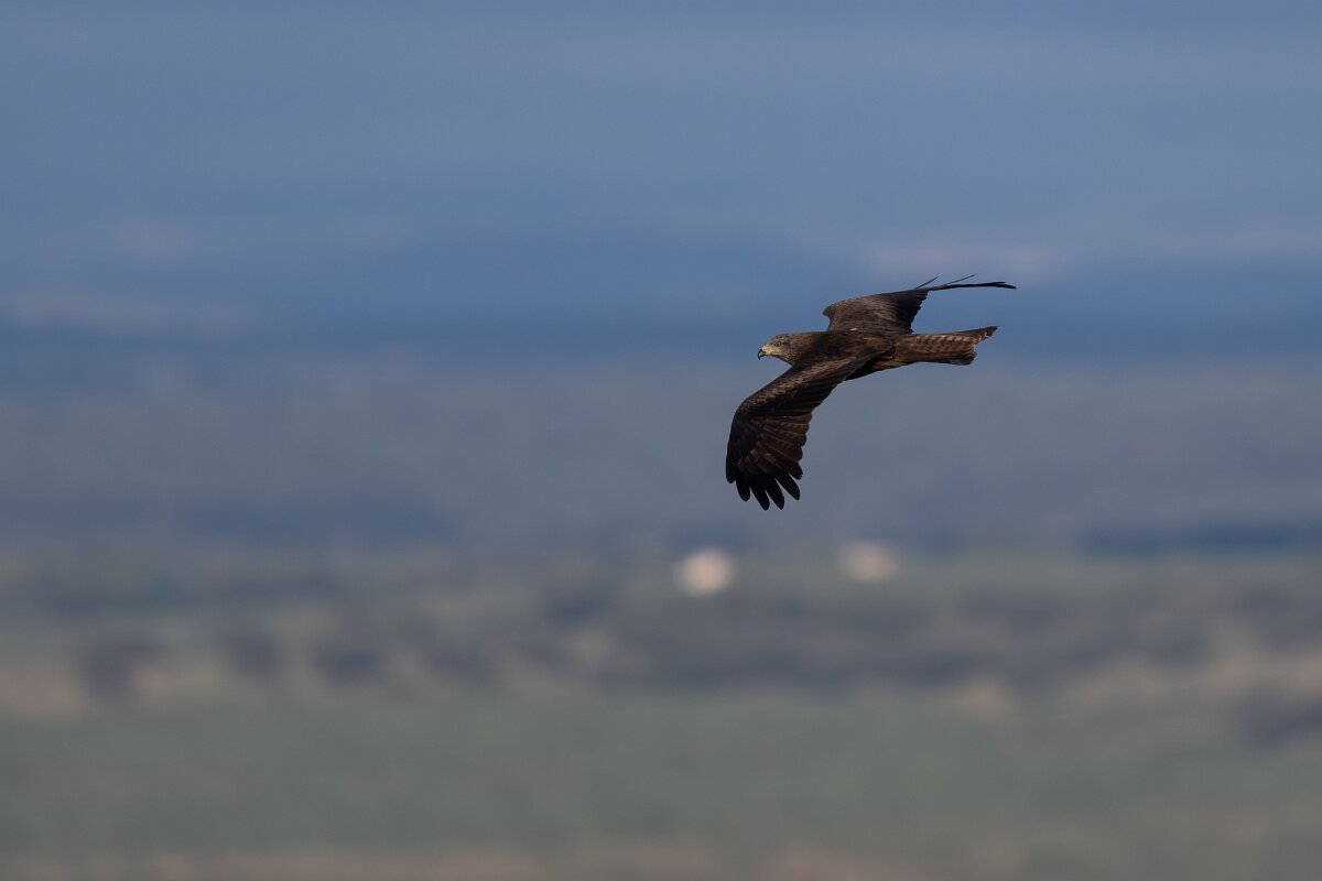 DPPhotography - Extremadura - Black kite - B.jpg - Black kite - Castillo de Monfragüe, Extremadura