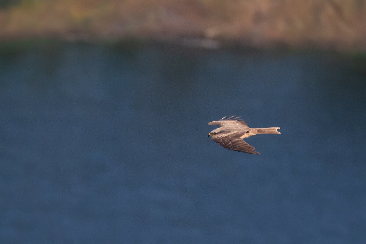 DPPhotography - Extremadura - Black kite - D.jpg - Black kite - Castillo de Monfrague, Extremadura