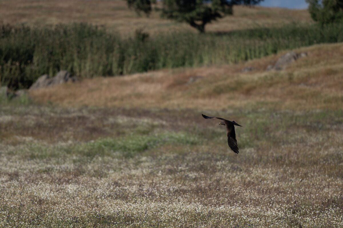 DPPhotography - Extremadura - Black kite - E.jpg - Black kite - Trujillo Plains, Extremadura