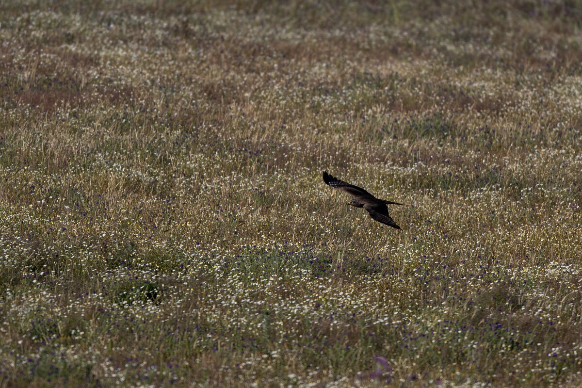 DPPhotography - Extremadura - Black kite - F.jpg - Black kite - Trujillo Plains, Extremadura