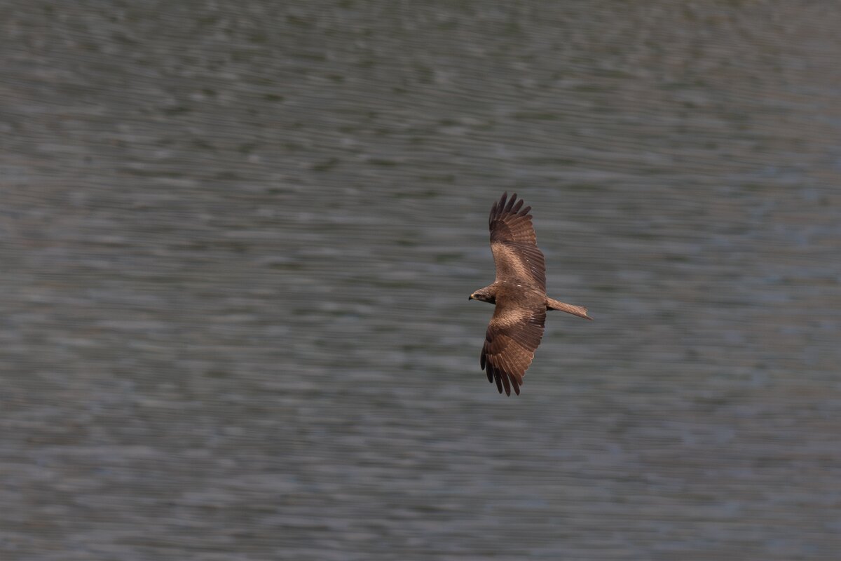 DPPhotography - Extremadura - Black kite - I.jpg - Black kite - Peña Falcon, Monfragüe