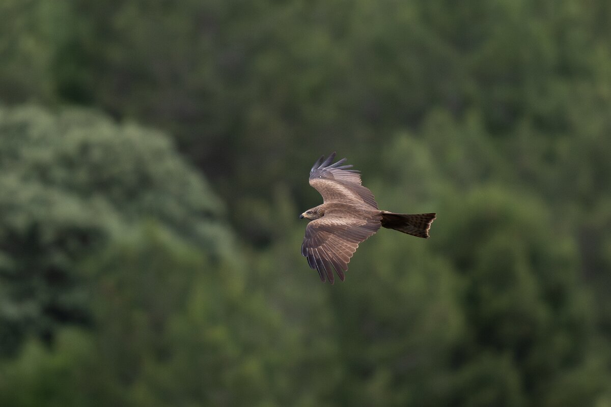 DPPhotography - Extremadura - Black kite - J.jpg - Black kite - Peña Falcon, Monfragüe
